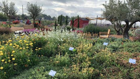 11 000 plantes représentant 1 200 variétés : telle est la gamme « fleurs et potagères pour amateurs » que l’entreprise Graines Voltz Horticulture a mise en démonstration pour ses clients cet été, à Brain-sur-l’Authion (Loire-Authion, 49). ©P.Fayolle